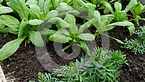 Seedling flowers in a greenhouse close-up. Young green plants. Greenhouse vegetables. Agricultural work in the spring. Watering