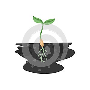 Sazenice naklíčených semeno z rostlina v země kořeny dvě zelené listy. vektor kreslení 