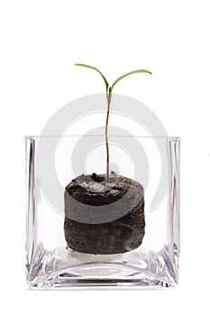 Seedling in Glass Container