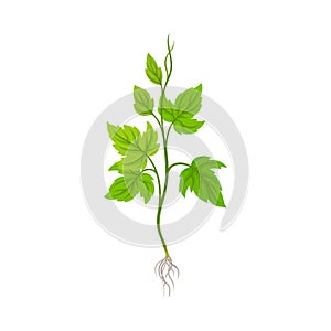 Seedling of Grape Plant with Thin Roots Isolated on White Background Vector Element