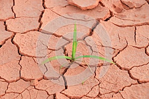 Seedling grass growing trough dry soil crack