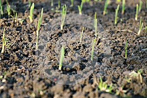 A seedling of grass with sunshine and wet clay