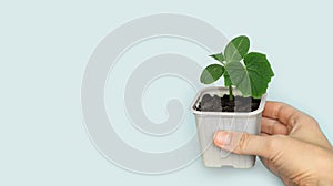 Seedling green sprout of cucumber with leaves in a grey pot on a grey background. New life, birth. Plant growing. Copy space