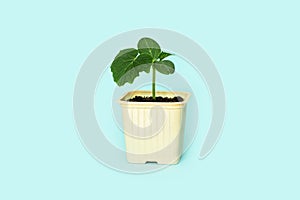 Seedling green sprout of cucumber with leaves in a yellow pot on a blu background. New life, birth. Plant growing. Copy space
