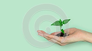 Seedling green sprout of cucumber with leaves in a yellow pot on a blu background. New life, birth. Plant growing. Copy space