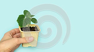 Seedling green sprout of cucumber with leaves in a yellow pot on a blu background. New life, birth. Plant growing. Copy space