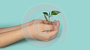 Seedling green sprout with leaves in kid`s hands on a blu background. New life, birth. Plant growing. Copy space