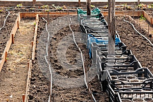 seedling in a greenhouse. water hoses connected to plants