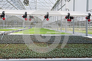 Seedling greenhouse watering system with diffusers