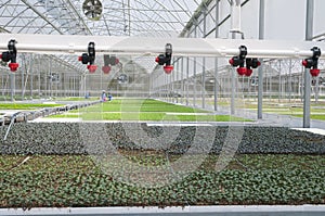 Seedling greenhouse watering system with diffusers photo