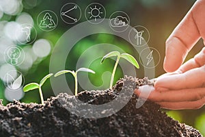 Seedling growing from fertile soil with icons about environment on image