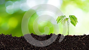 Seedling growing from fertile soil till morning sunlight shining, growing and organic plants ecology concept, Young tree with