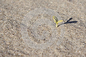 Seedling growing out the seaside sand