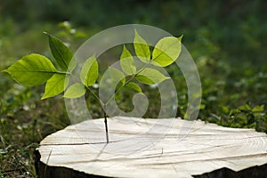 Seedling growing out of tree stump outdoors. New life concept