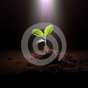 Seedling are growing from the rich soil to the morning sunlight that is shining, ecology concept. black background, new