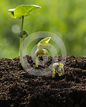 The seedling growing sprout tree from the rich soil
