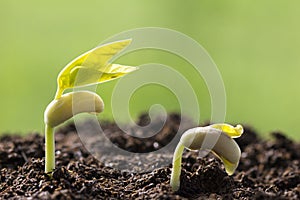 The seedling growing sprout tree from the rich soil