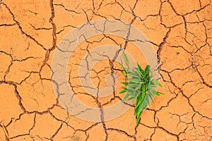 Seedling growing trough dry soil cracks