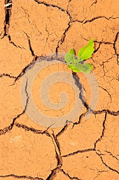 Seedling growing trough dry soil cracks