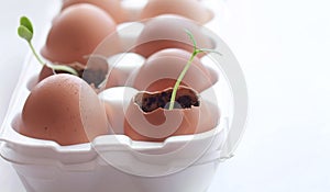 Seedling grows in egg shell, spring time, homemade