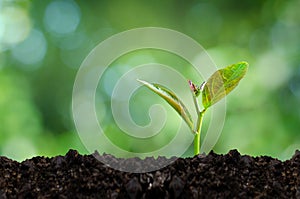 Seedling Growth Development Planting sapling in morning light on natural green background