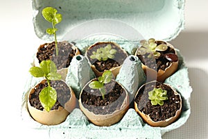Seedling growth in eggshells. Lemon tree and succulent plants