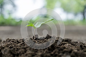 Seedling of growth plant seeds on a pile of soil that is friable from soil tillage in natural forest. agriculture plant seeding