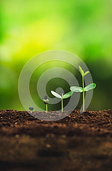 Seedling growth Planting trees Watering a tree Natural light