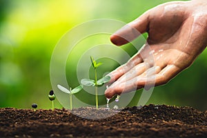 Seedling growth Planting trees Watering a tree Natural light