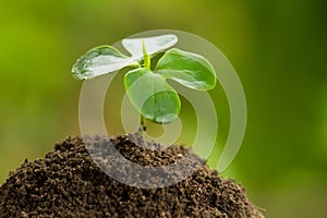 Seedling growth on rich soil with green nature