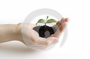 Seedling in the hand