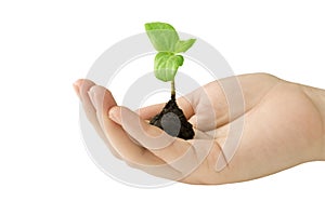 Seedling in hand