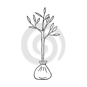 seedling hand drawn doodle. vector, minimalism, scandinavian, monochrome, nordic. gardening, young plant, tree planting