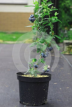 Seedling of highbush blueberry in plantation