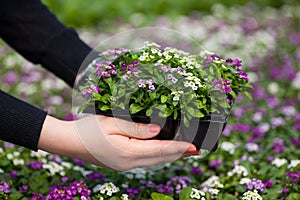 Seedling holding Close up of pretty pink, white and purple Alyssum flowers, the Cruciferae annual flowering plant