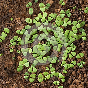 Seedling holy basil plant, taken from above