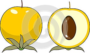 Seedling and internal structure of dicot seed