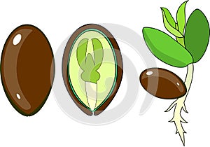 Seedling and internal structure of dicot seed