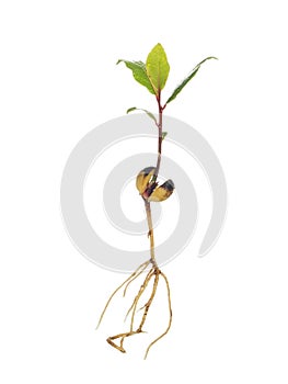 Seedling laurel tree with root isolated