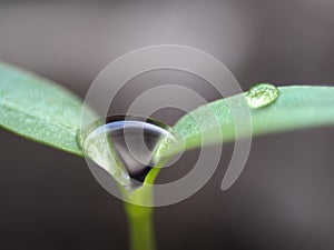 Seedling Leaf droplet from space