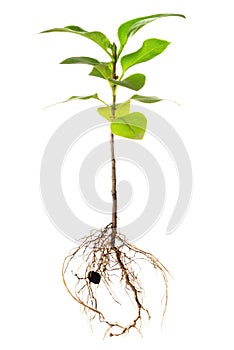 seedling of lilac with exposed roots is isolated on white background, close up