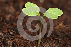 Seedling Macro photo