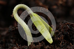 Seedling Macro