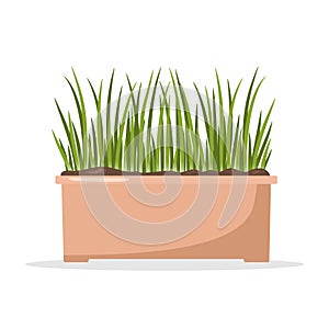 Seedling of onion in pots. Growing gardening plants. Vegetarian and ecological products. Vector illustration in flat