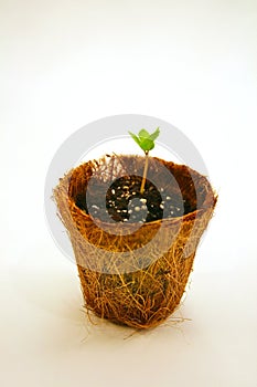 Seedling on peat pot