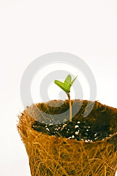 Seedling in peat pot closeup