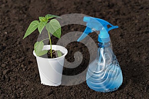 A seedling of pepper in a white pot and a blue pulverizer are sitting on the ground