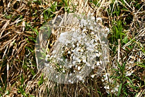 Seedling of Petasites hybridus that has flowered