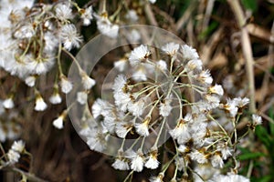 Odkvitnutá sadenica Petasites hybridus