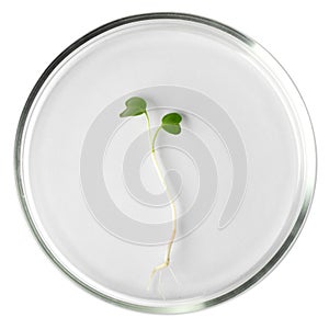 Seedling in petri dish